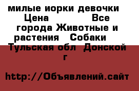 милые иорки девочки › Цена ­ 15 000 - Все города Животные и растения » Собаки   . Тульская обл.,Донской г.